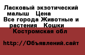 Ласковый экзотический малыш › Цена ­ 25 000 - Все города Животные и растения » Кошки   . Костромская обл.